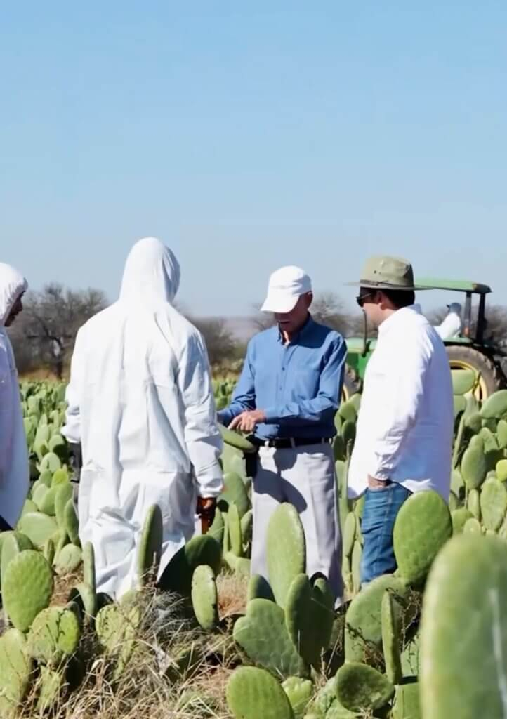 desserto's cactus field in Mexico